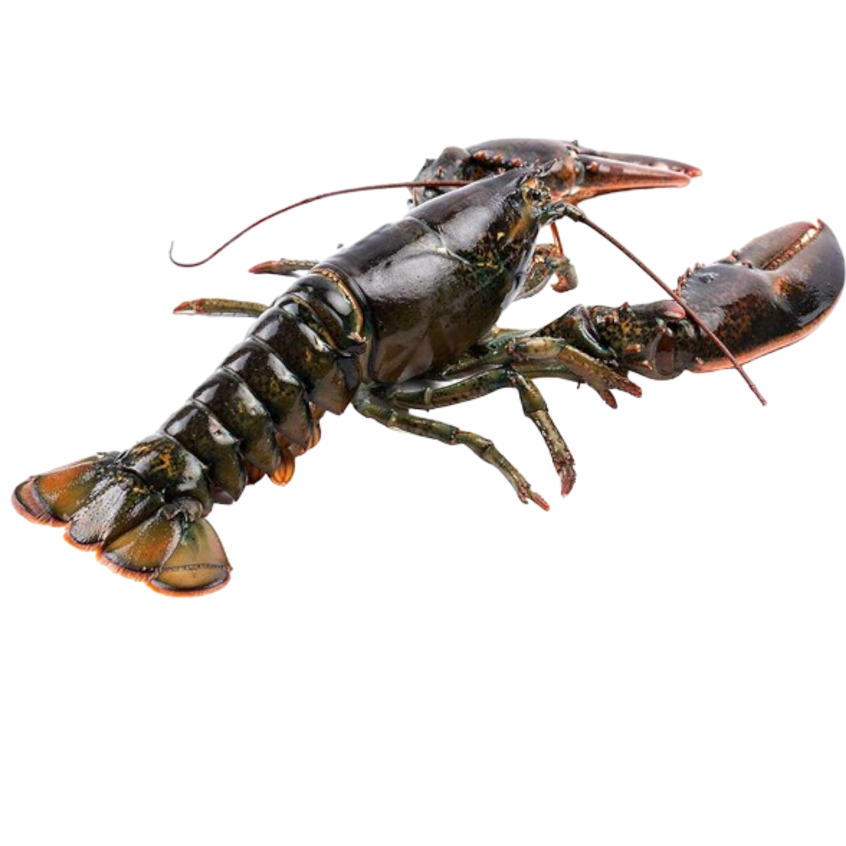 Hummer levende